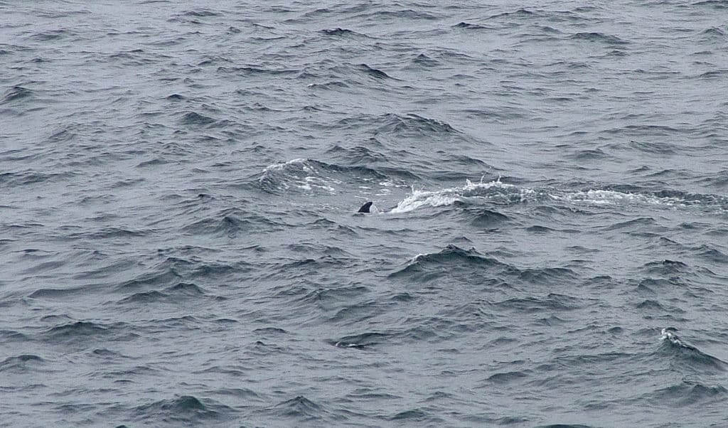 a minke whale off quirpon island, newfoundland. canada