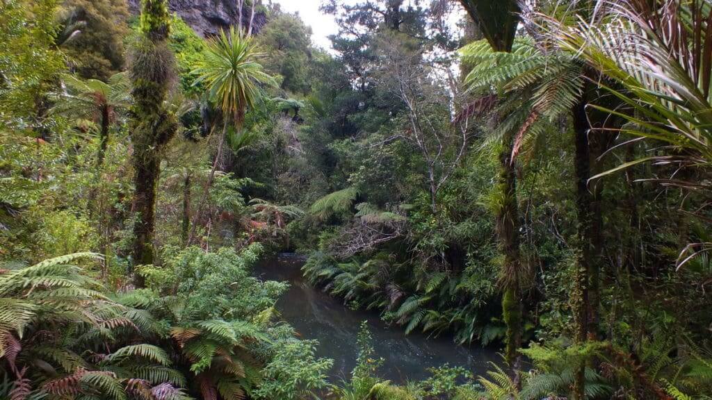 An image of a stream and forest in the Waitakere Ranges Regional Park near Auckland, New Zealand.
