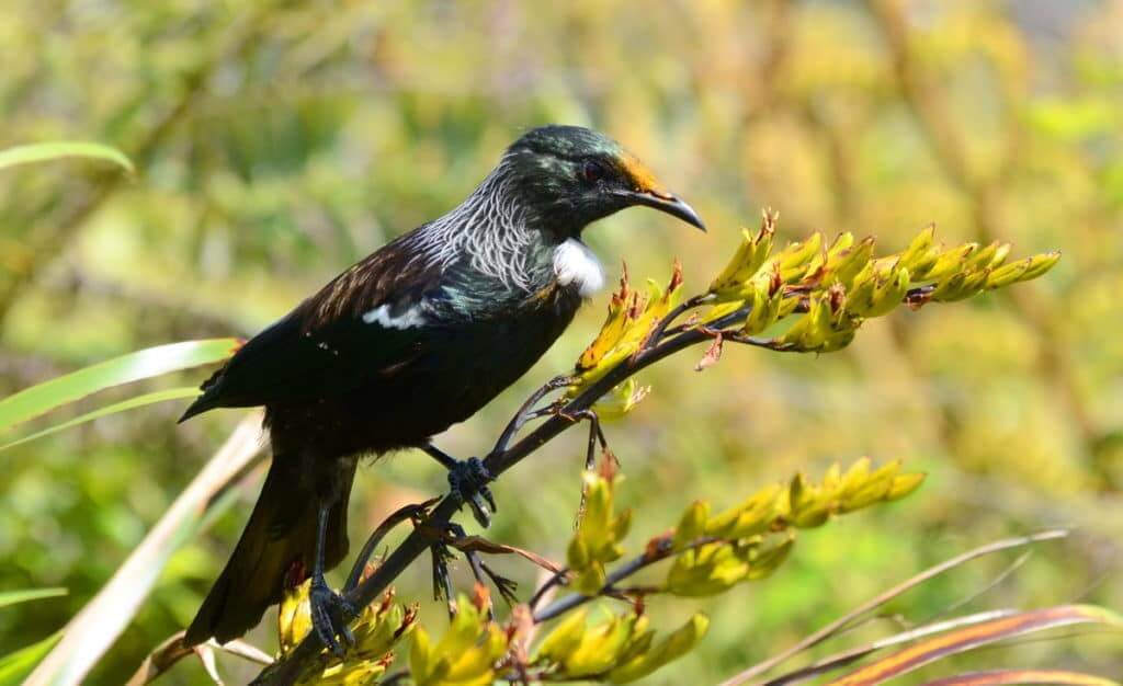 An image of a tui sitting on a plant at the Waitakere Ranges Regional Park near Auckland, New Zealand.