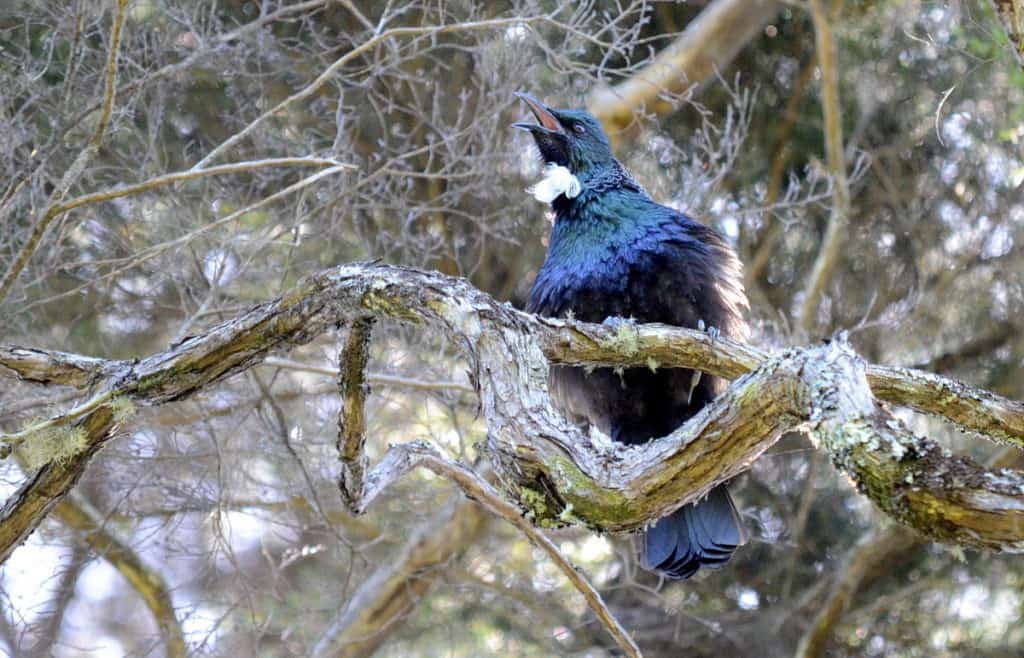 An image of a tui bird singing in a tree at the Waitakere Ranges Regional Park near Auckland, New Zealand.