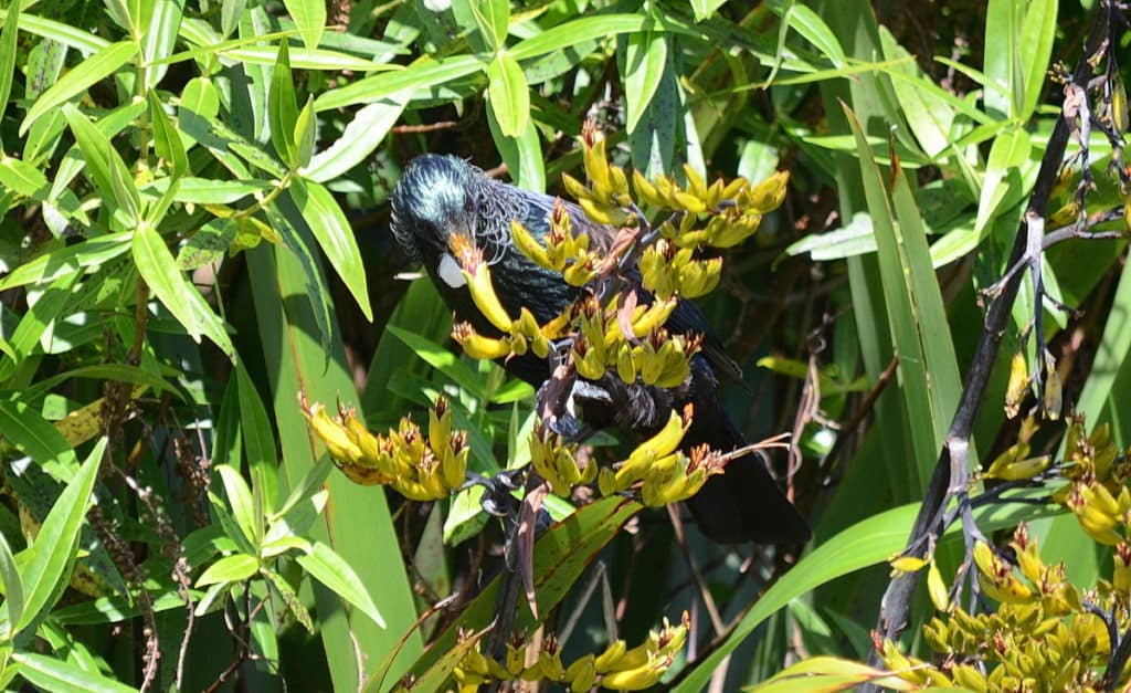 An image of a tui sipping nectar from a flower at the Waitakere Ranges Regional Park near Auckland, New Zealand.