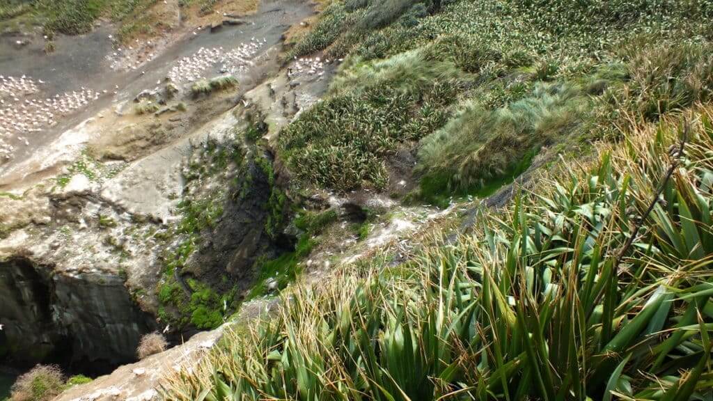 An image of the White-fronted tern colony at Muriwai in New Zealand.