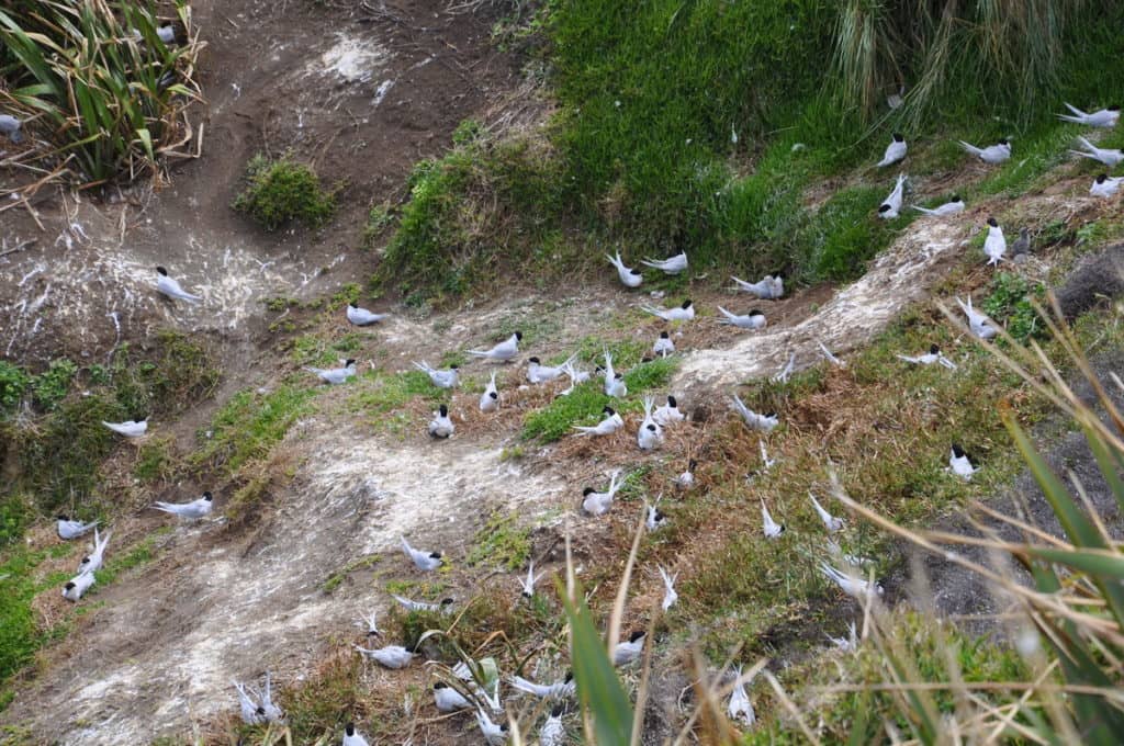An image of White-fronted Terns sitting on their nest at Muriwai in New Zealand.