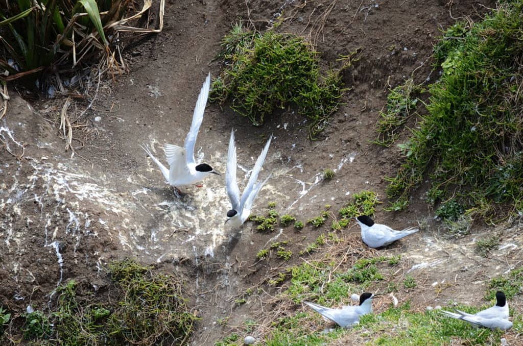 An image of White-fronted Terns at Muriwai in New Zealand.