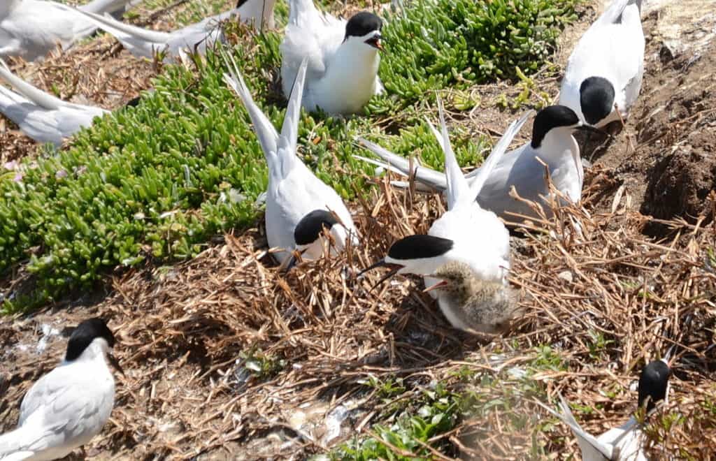 An image of White-fronted Terns sitting on their nest at Muriwai in New Zealand.