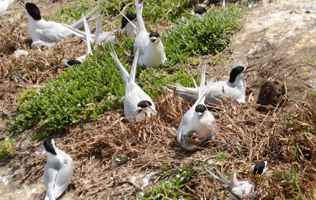 An image of White-fronted Terns and a chick at Muriwai in New Zealand.