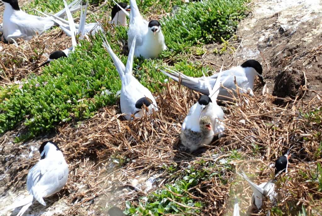 An image of a White-fronted Tern with a chick at Muriwai in New Zealand.