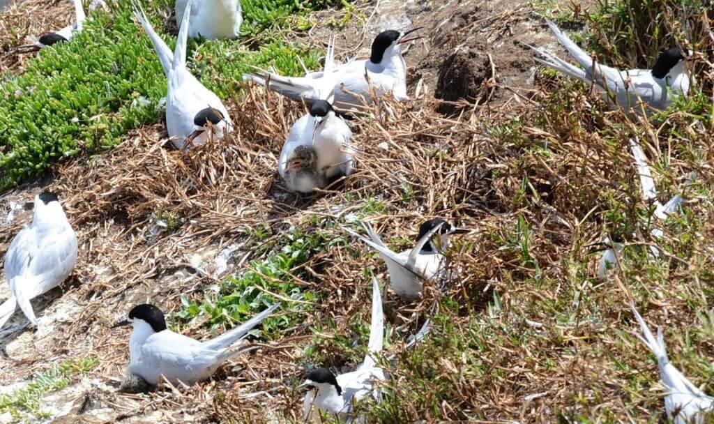 An image of a White-fronted Tern with its chick at Muriwai in New Zealand.