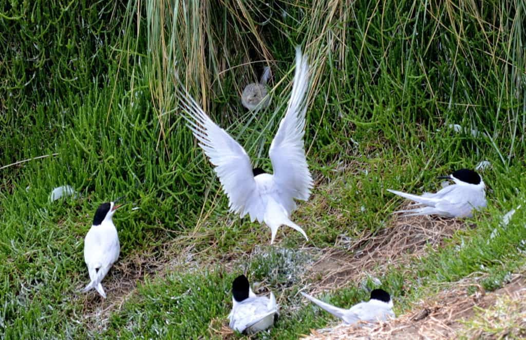 An image of a White-fronted Tern returning to a chick at Muriwai in New Zealand.