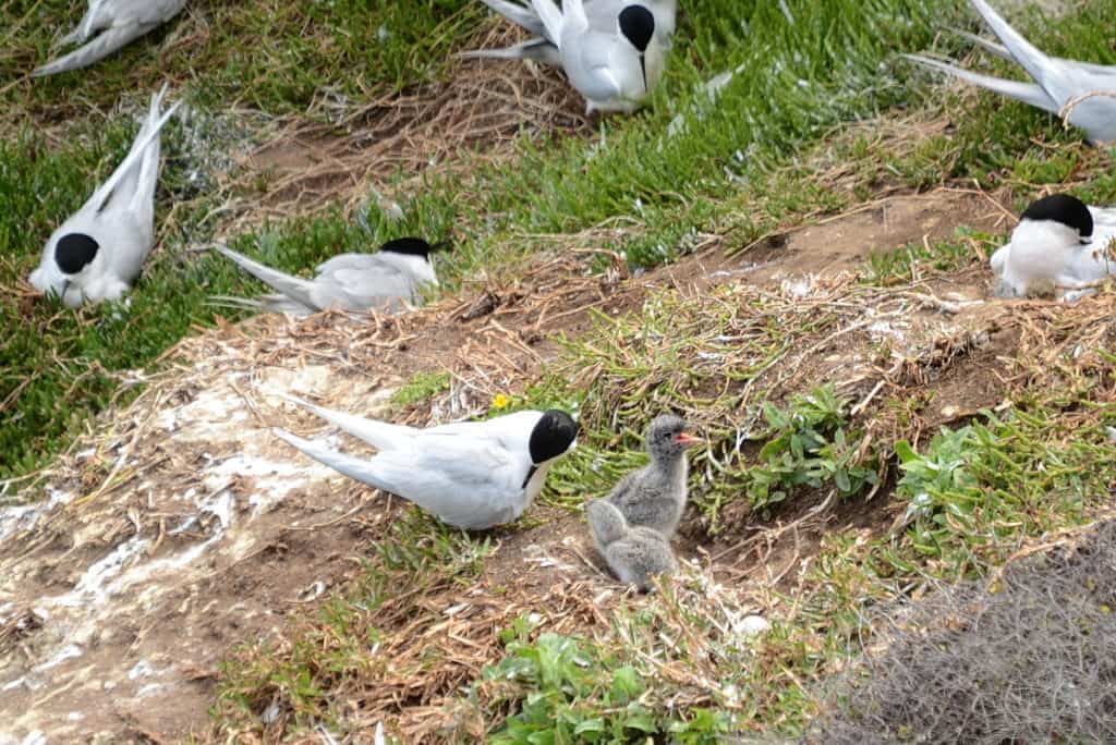An image of White-fronted Tern chicks at Muriwai in New Zealand.