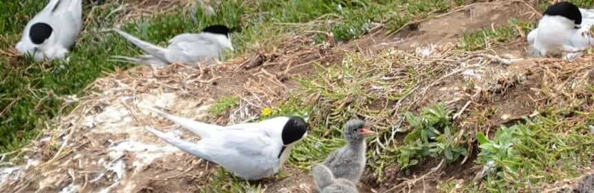 white-fronted terns with chicks at muriwai regional park, north island, new zealand 2139