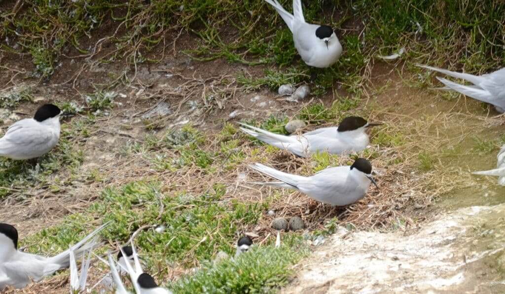 An image of a White-fronted Terns with their eggs at Muriwai in New Zealand.