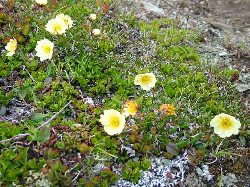 northern white mountain avens flowers on quirpon island, newfoundland, canada