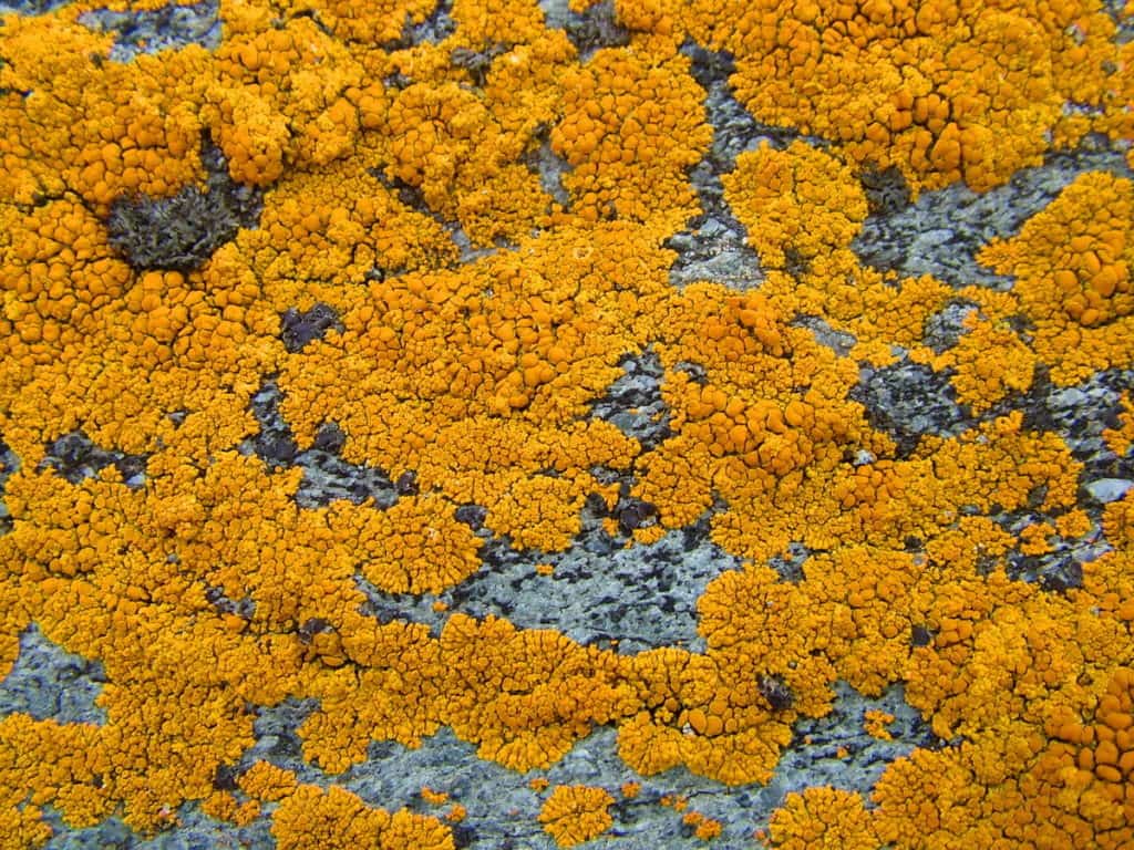 yellow elegant sunburst lichen on quirpon island, newfoundland, canada