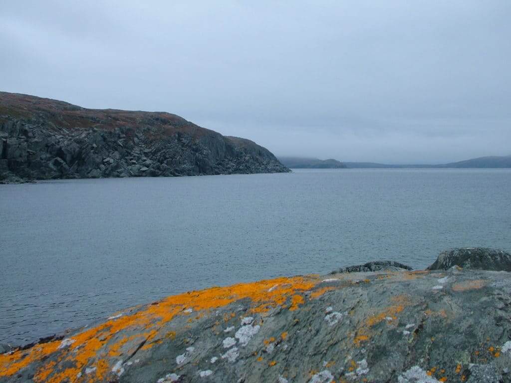 yellow elegant sunburst lichen on rocks, quirpon island, newfoundland, canada 