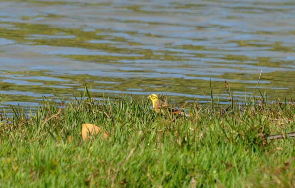 An image of a Yellowhamer bird on the edge of the Karekare Stream near Auckland, New Zealand.