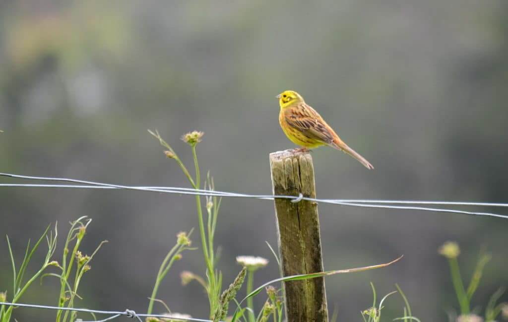 An image of a Yellowhammer sitting on a fence post near Karekare Falls, Auckland, New Zealand.