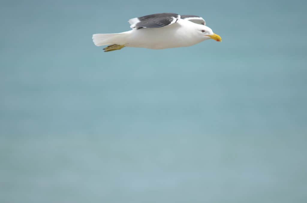 Image of a Kelp gull at Muriwai, North Island, New Zealand. Photography by Frame To Frame - Bob and Jean