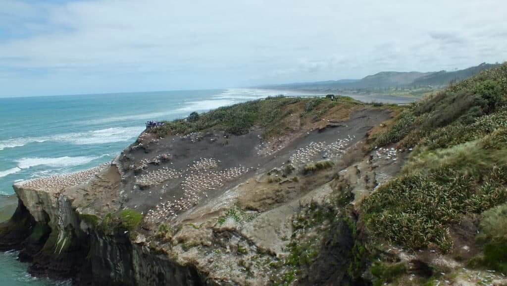 otakamiro point at muriwai beach, north island, new zealand