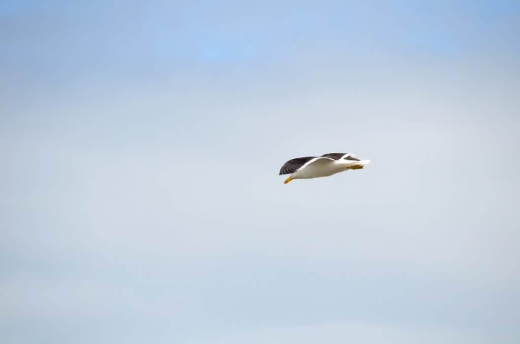 southern black-backed gull soaring over muriwai regional park, north island, new zealand