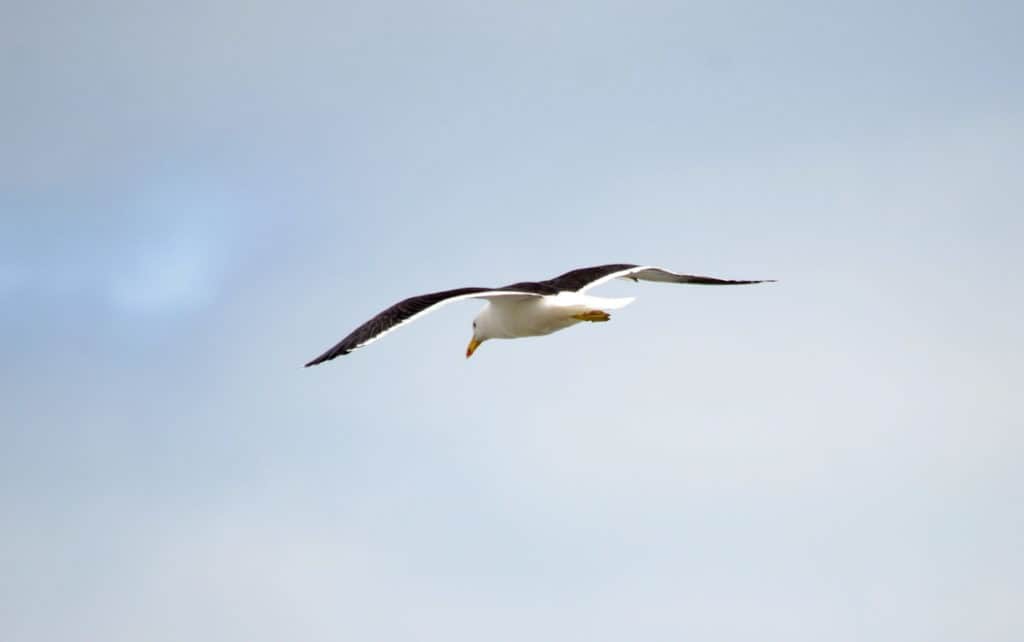 southern black-backed gull soaring over muriwai regional park, north island, new zealand