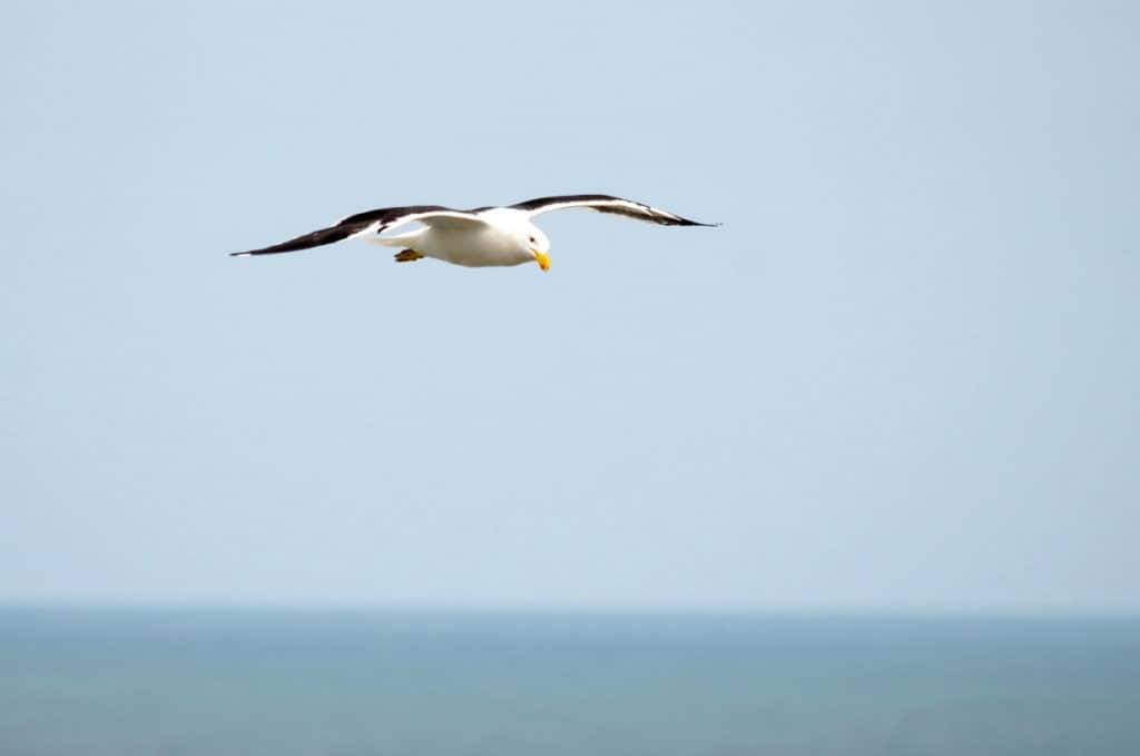 Image of a Southern Black-backed gull at Muriwai, North Island, New Zealand. Photography by Frame To Frame - Bob and Jean