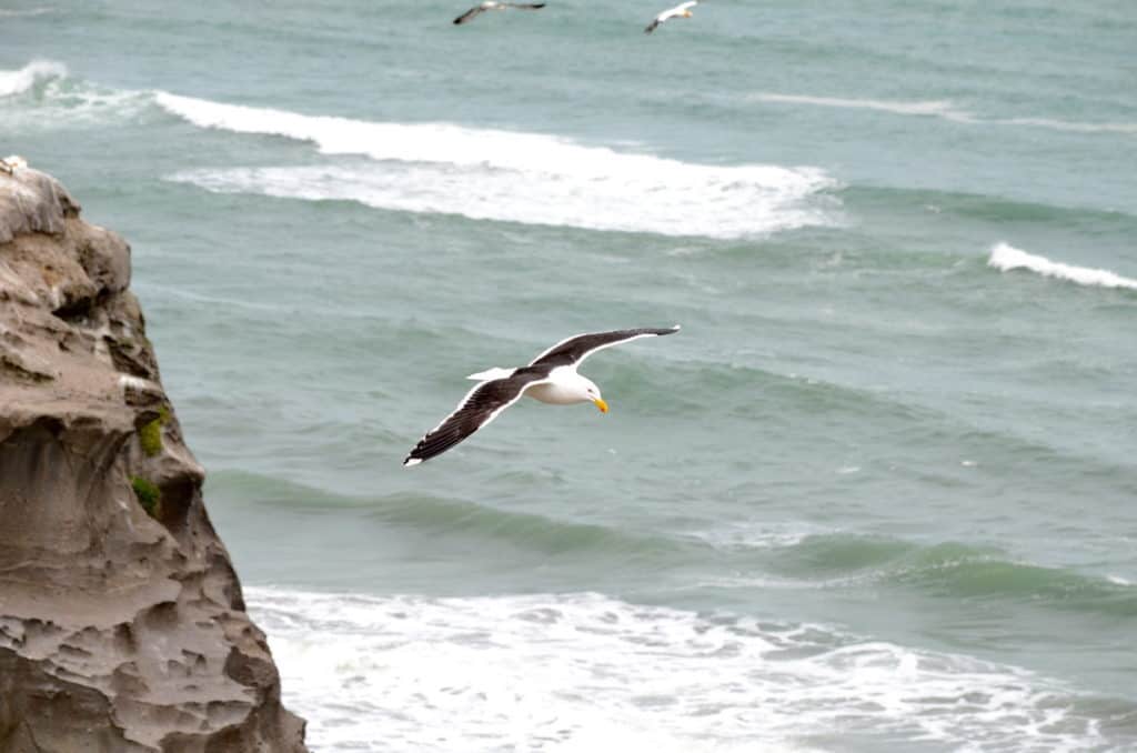Image of a Southern Black-backed gull at Muriwai, North Island, New Zealand. Photography by Frame To Frame - Bob and Jean