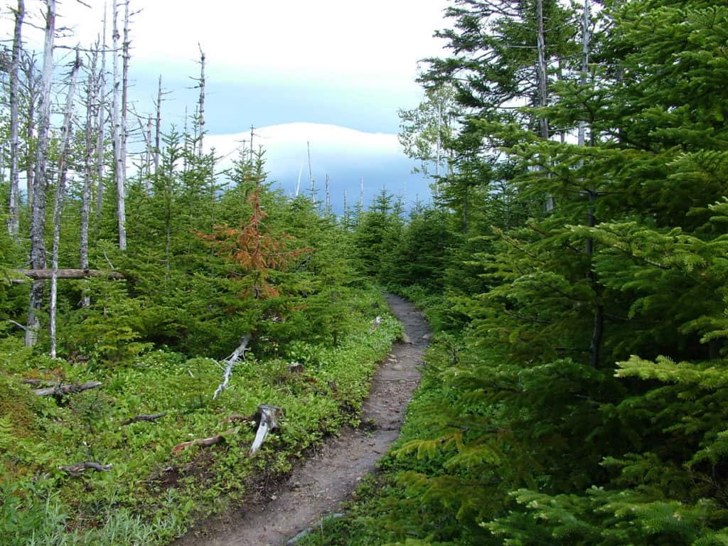 spruce and balsam forest along baker's brook falls trail, gros morne, newfoundland
