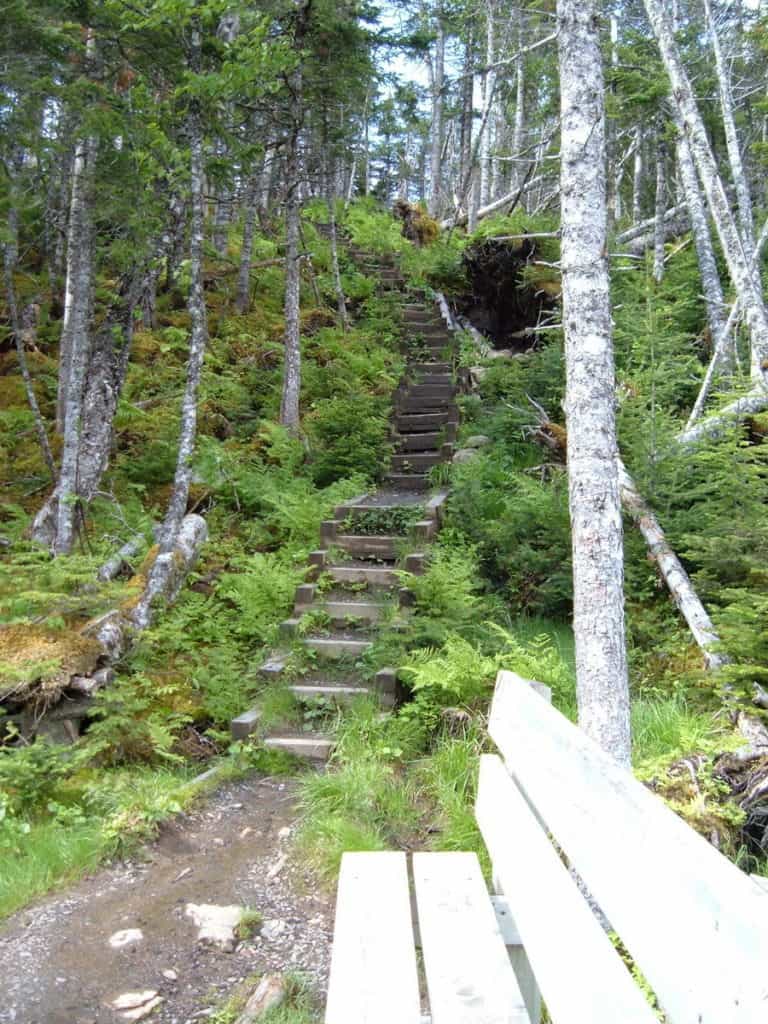baker's brook falls hiking trail in gros morne national park, newfoundland