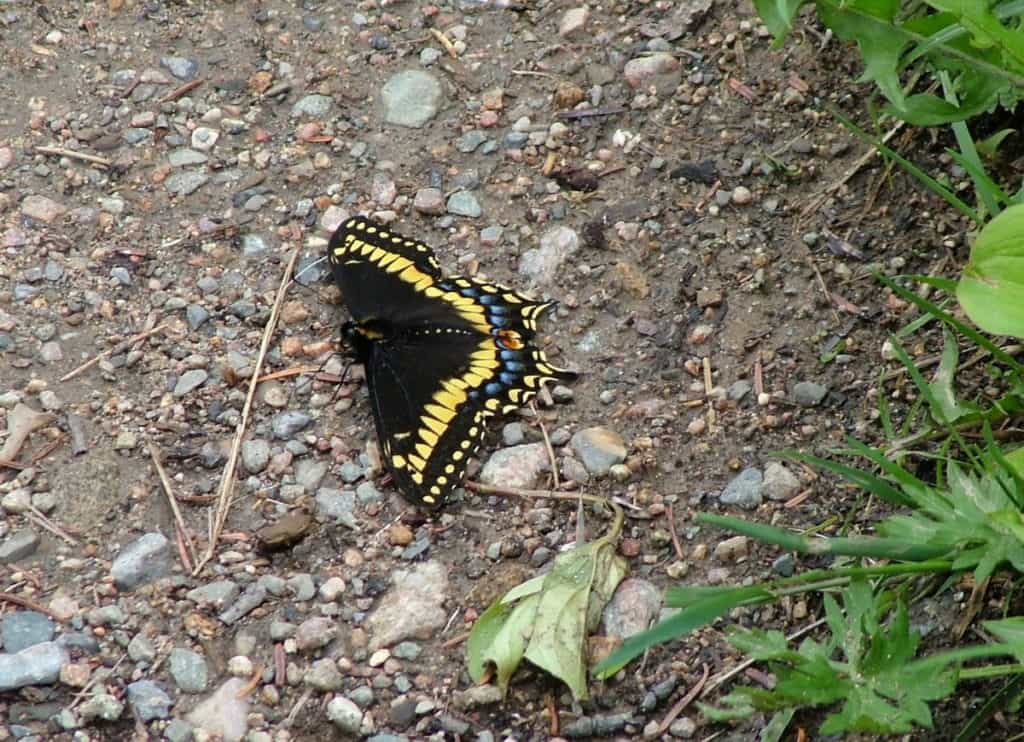 a Black Swallowtail Butterfly along baker's brook falls hiking trail in gros morne national park, newfoundland