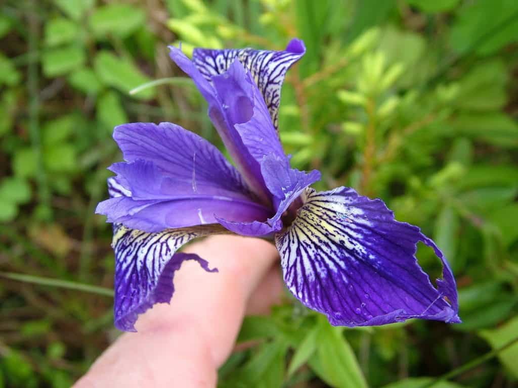 a blue flag iris along baker's brook falls trail in gros morne national park, newfoundland