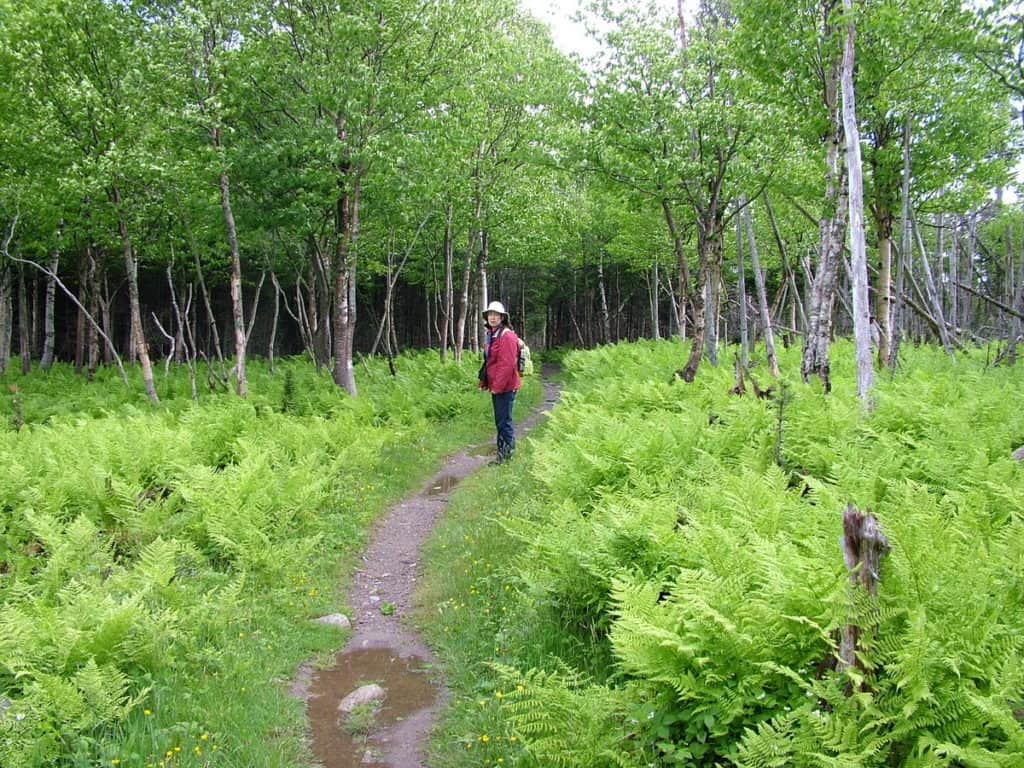 ferns along baker's brook falls trail in gros morne national park, newfoundland