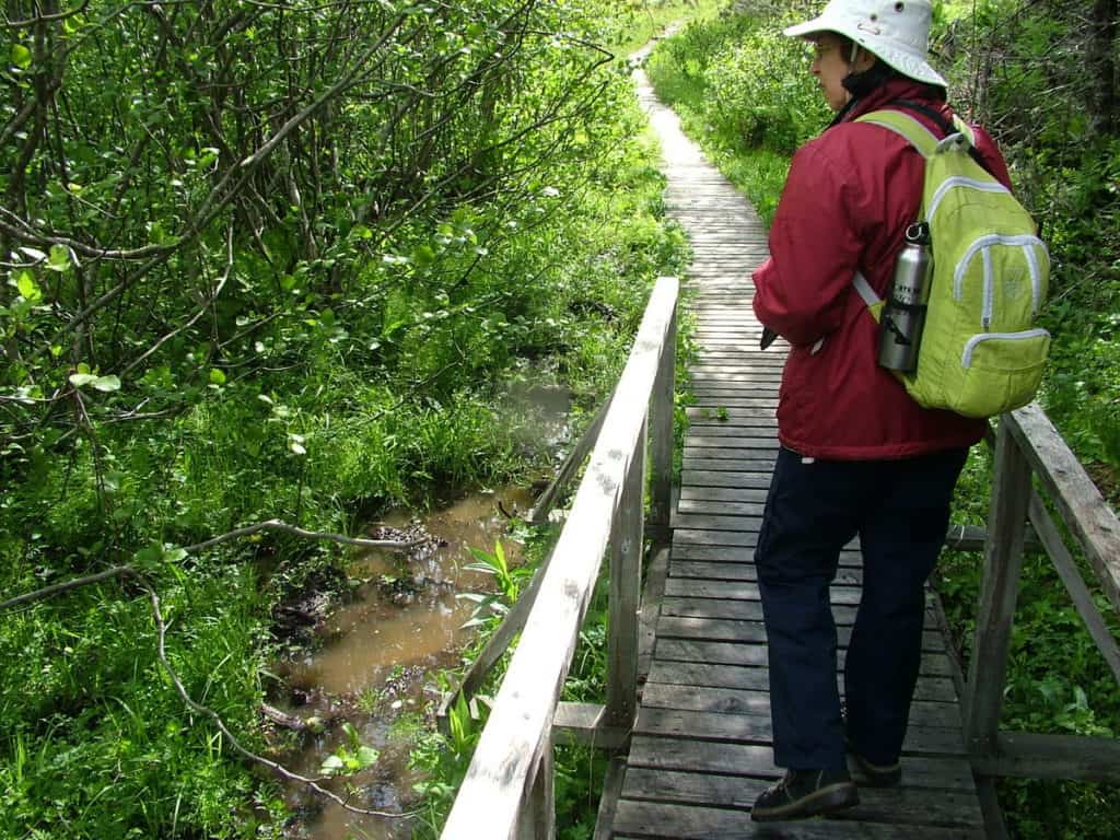 jean on a boardwalk along baker's brook falls trail, gros morne national park, newfoundland