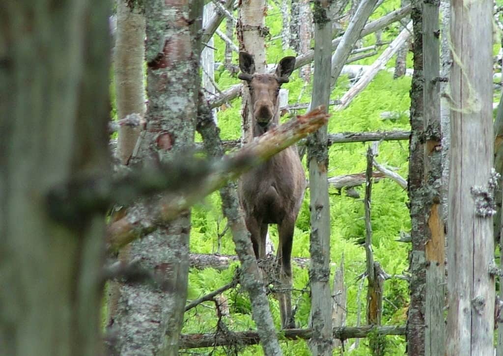 a moose along baker's brook falls trail in gros morne national park, newfoundland