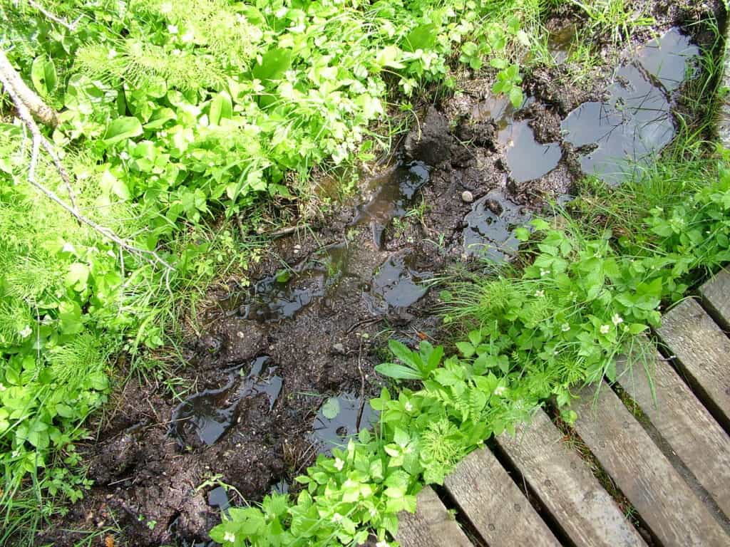 moose tracks in mud along baker's brook falls trail, gros morne national park, newfoundland