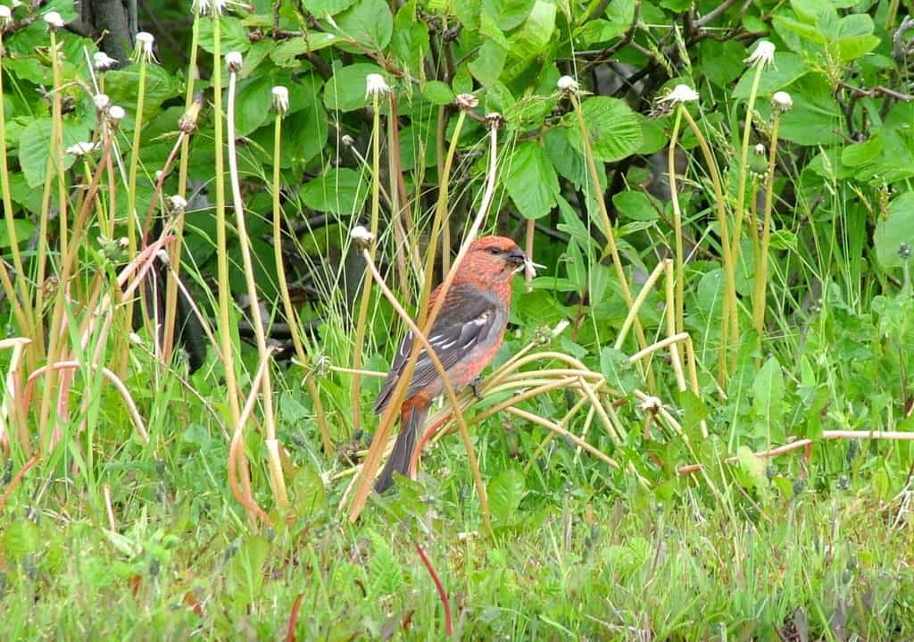a pine grosbeak at baker's brook falls, gros morne national park, newfoundland