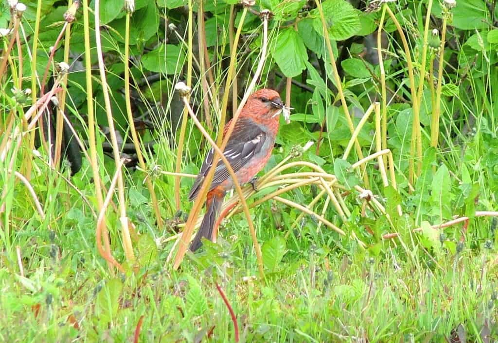 a pine grosbeak with dandelion seeds in gros morne national park, newfoundland