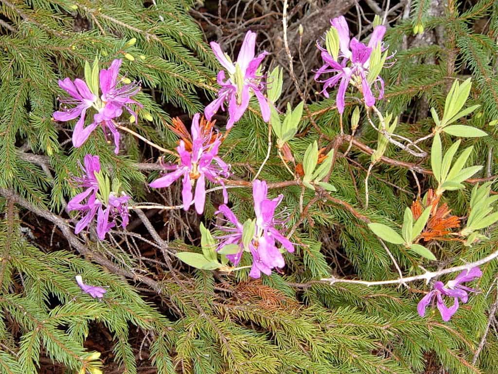 rhododendron canadense along baker's brook falls hiking trail in gros morne national park, newfoundland