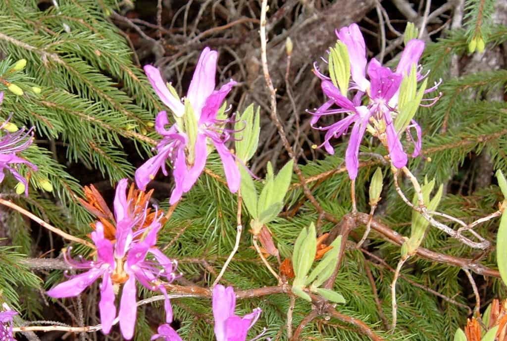 rhododendron canadense along baker's brook falls hiking trail in gros morne national park, newfoundland