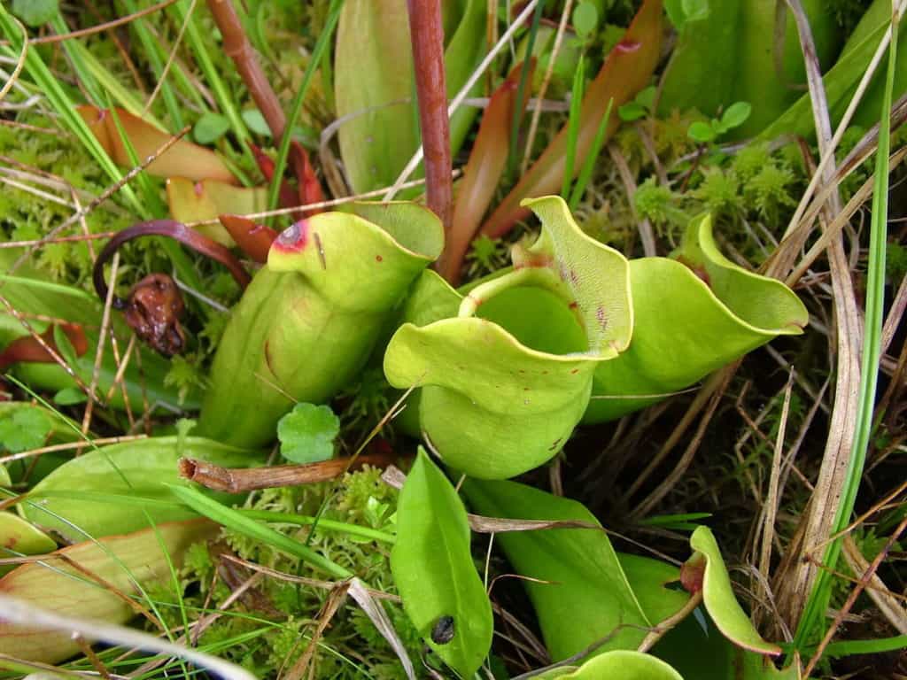 leaves of a pitcher plant along baker's brook falls trail, gros morne national park, newfoundland