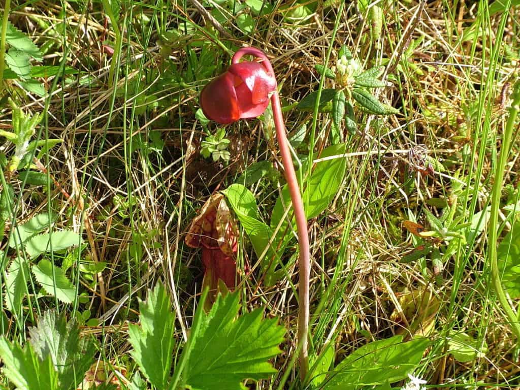 a pitcher plant flower along baker's brook falls trail in gros morne national park, newfoundland