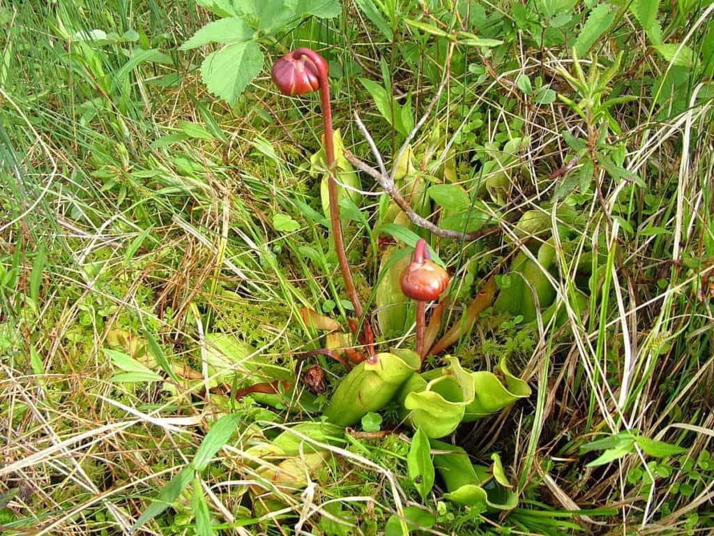 pitcher plant with flowers along baker's brook falls trail, gros morne national park, newfoundland