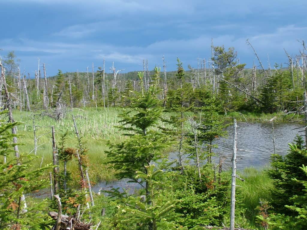 flooded forest along baker's brook falls trail, gros morne national park, newfoundland