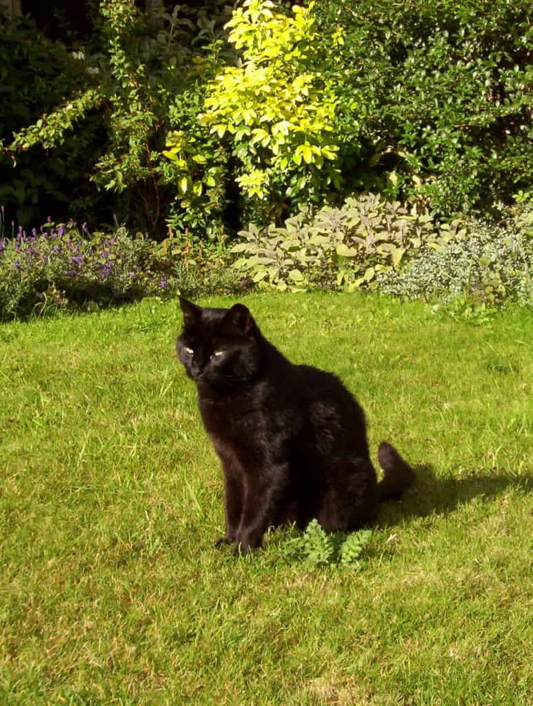 Image of a black cat in the cloister garden at Salisbury Cathedral in England 