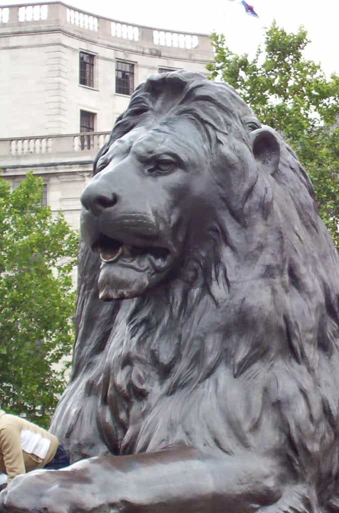 An image of one of the Barbary Lions at the base of Nelson's Column in London, England. 