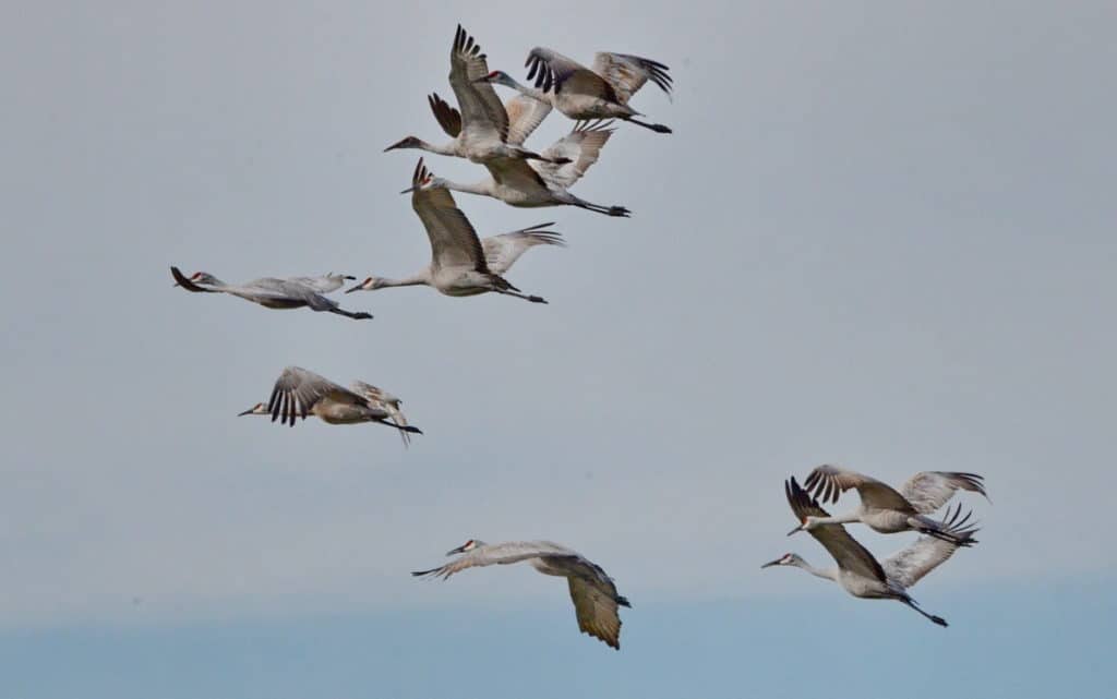 sandhill cranes in flight over kawartha lakes district in ontario, canada