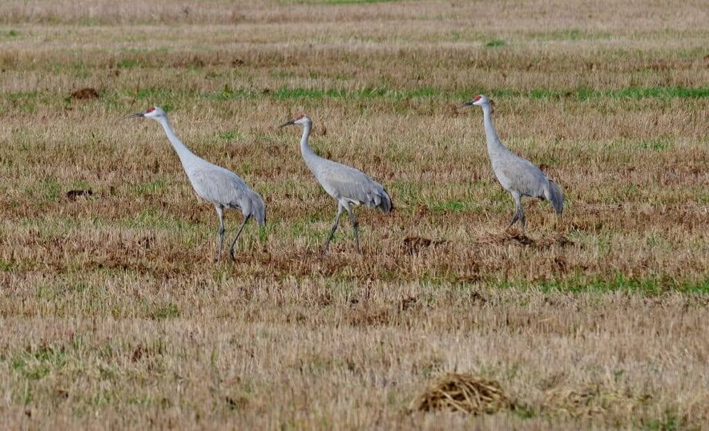sandhill cranes in kawartha lakes in ontario, canada