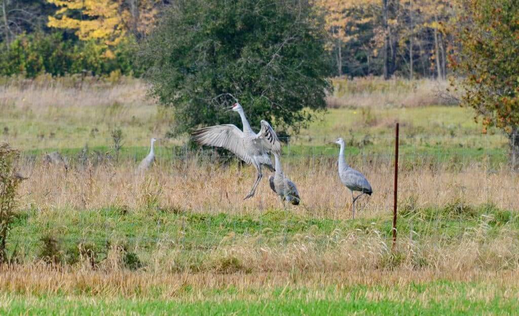 sandhill cranes in kawartha lakes in ontario, canada