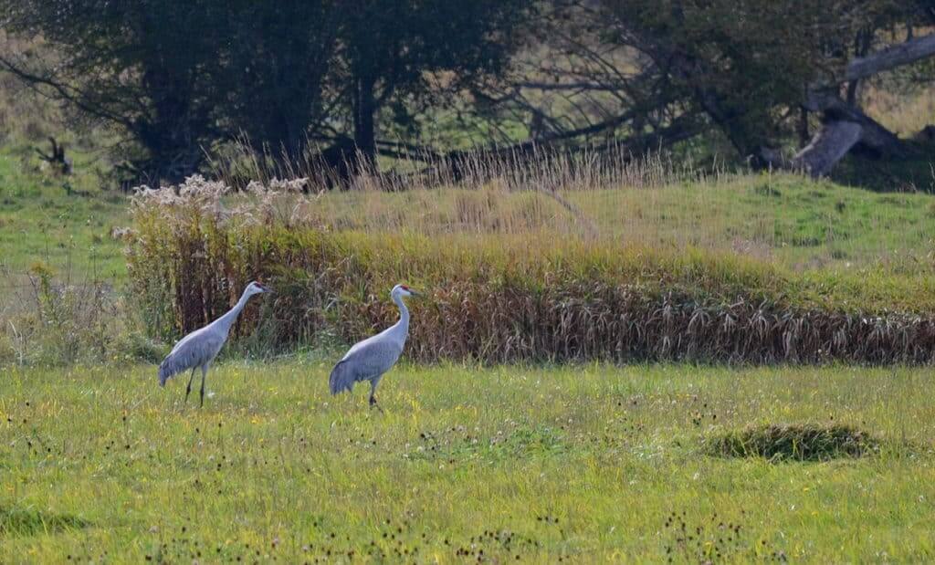 sandhill cranes in kawartha lakes in ontario, canada