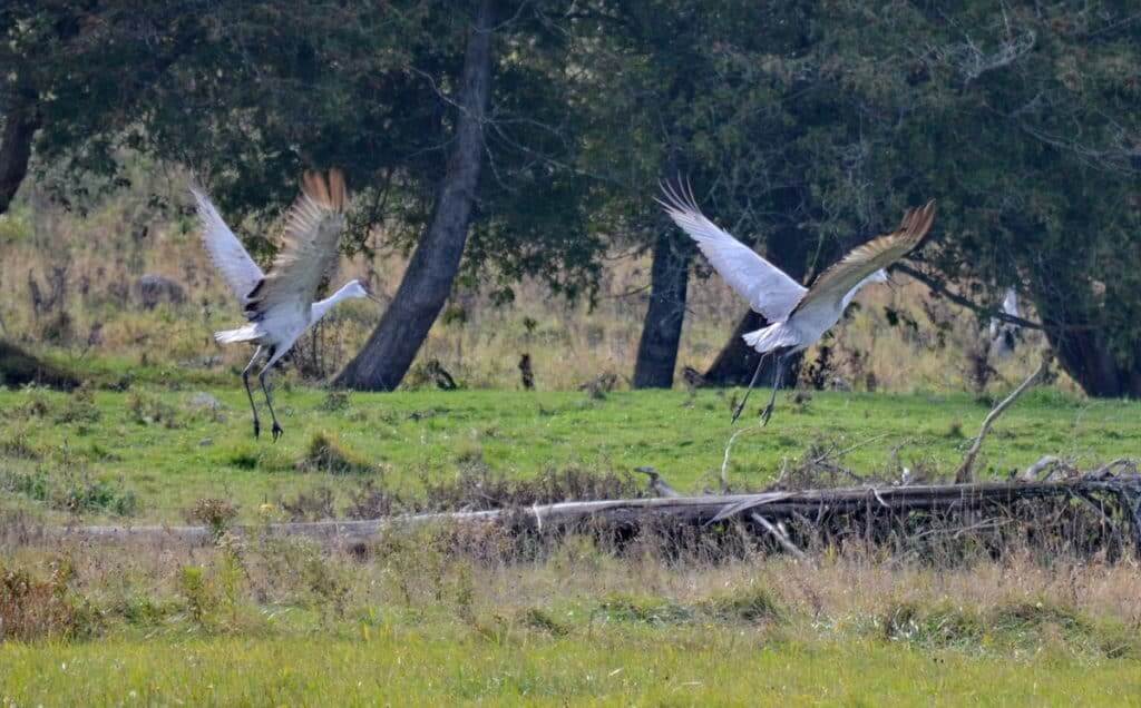 sandhill cranes in kawartha lakes in ontario, canada